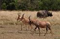 032 Kenia, Masai Mara, lierantilope en cokes hartenbeest